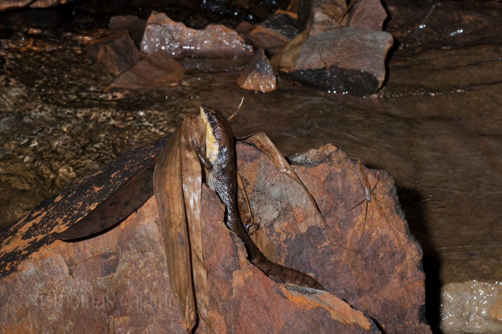 Cochinchinese Water Skink