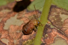 Chrysomelidae