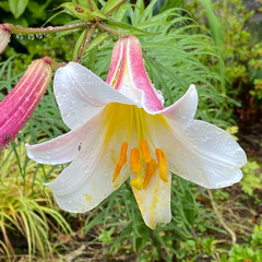 Lilium regale