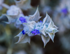 Salvia funerea