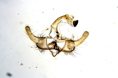 Coleophora lixella
