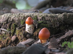 Amanita similis