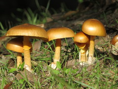 Amanita similis