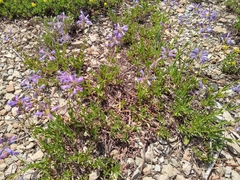 Penstemon heterodoxus heterodoxus