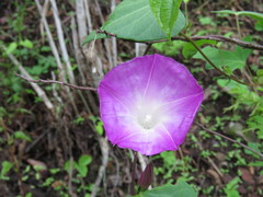 Ipomoea orizabensis novogaliciana