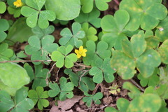 Oxalis corniculata
