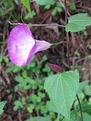 Ipomoea orizabensis novogaliciana