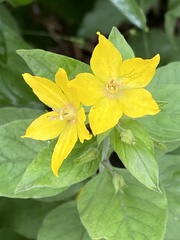 Lysimachia punctata