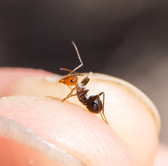 Myrmecocystus