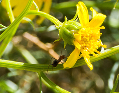 Myrmecocystus