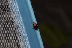 Deraeocoris brachialis