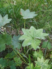 Alchemilla tichomirovii