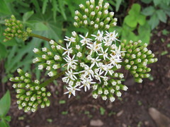 Psacalium peltigerum