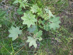 Alchemilla tichomirovii
