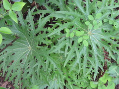 Psacalium peltigerum