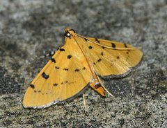 Phaedropsis stictigramma