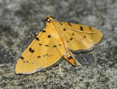 Phaedropsis stictigramma