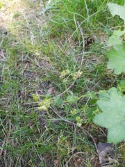 Alchemilla tichomirovii