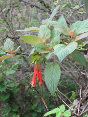 Fuchsia fulgens