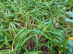 Hemerocallis fulva kwanso