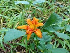 Hemerocallis fulva kwanso