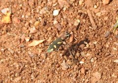 Cicindela calligramma