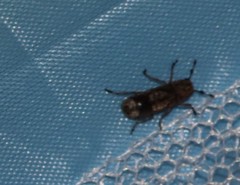 Ozotomerus japonicus