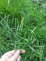 Alopecurus pratensis