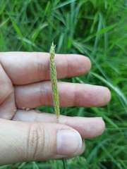 Alopecurus pratensis