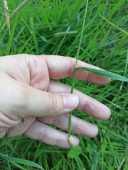 Alopecurus pratensis