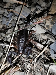 Euscorpius