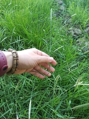 Alopecurus pratensis