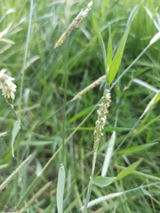 Alopecurus pratensis