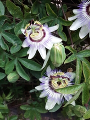 Passiflora caerulea