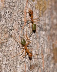 Oecophylla smaragdina