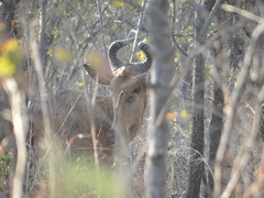 Alcelaphus buselaphus lichtensteinii