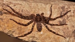 Heteropoda renibulbis