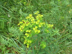 Euphorbia saratoi
