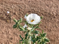 Argemone pleiacantha