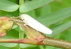 Cofana spectra