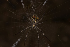 Argiope