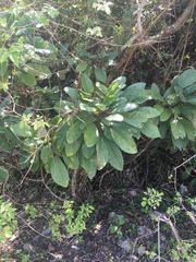 Daphniphyllum calycinum