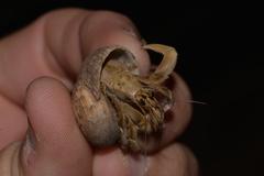 Coenobita variabilis