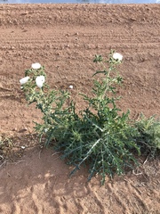 Argemone pleiacantha