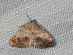 Macaria loricaria