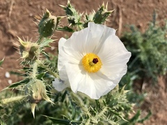 Argemone pleiacantha