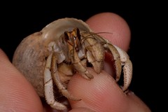 Coenobita variabilis