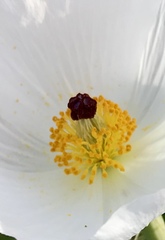 Argemone pleiacantha