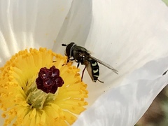 Argemone pleiacantha