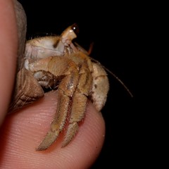 Coenobita variabilis